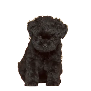 Affenpinscher (6)