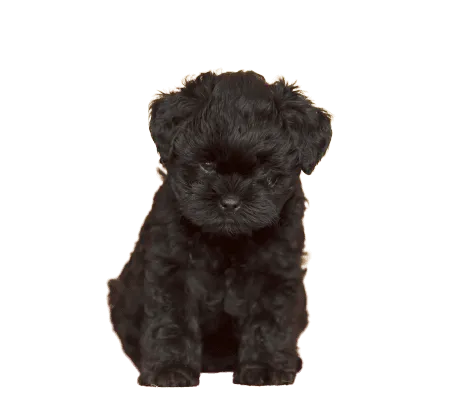 Affenpinscher (6)