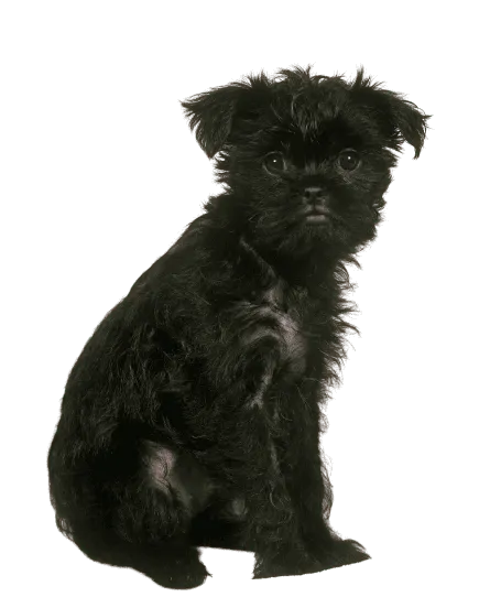 Affenpinscher (4)
