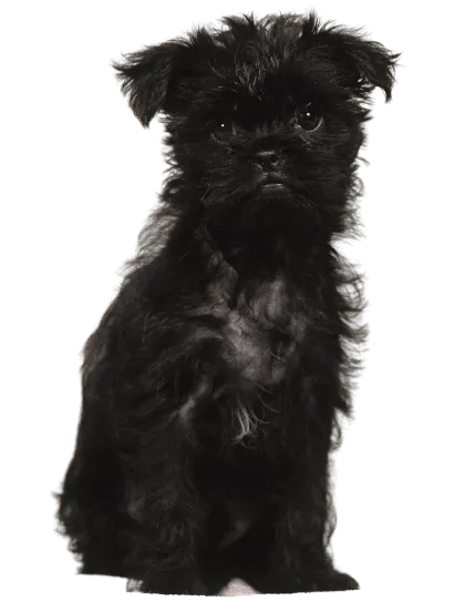 Affenpinscher (3)