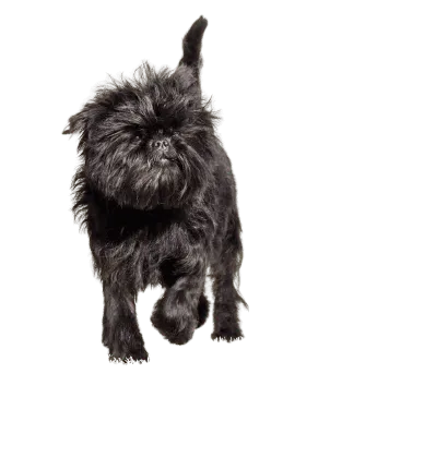 Affenpinscher (5)