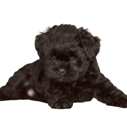 Affenpinscher (2)