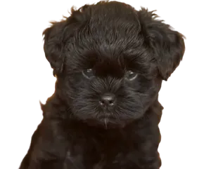 Affenpinscher profile