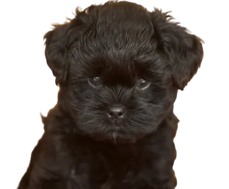 Affenpinscher profile