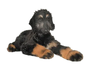 Afghanischer Windhund (6)