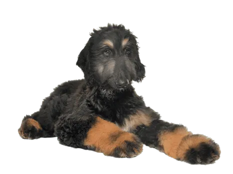 Afghanischer Windhund (6)