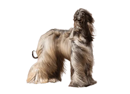 Afghanischer Windhund (4)