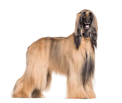 Afghanischer Windhund (5)