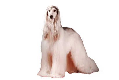 Afghanischer Windhund (2)