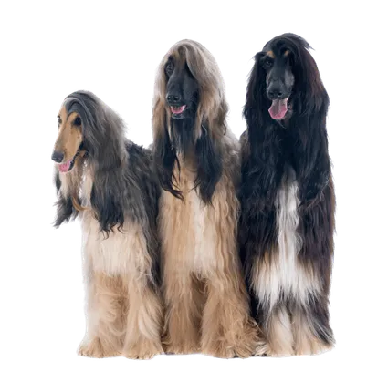 Afghanischer Windhund (3)