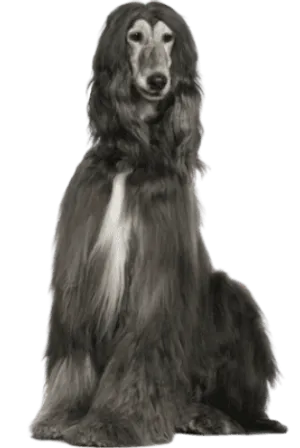Afghanischer Windhund