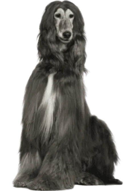 Afghanischer Windhund