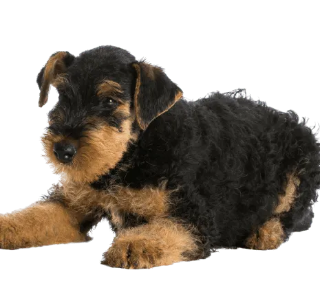 Airedale Terrier (6)