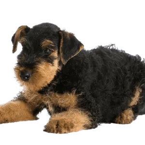 Airedale Terrier (6)