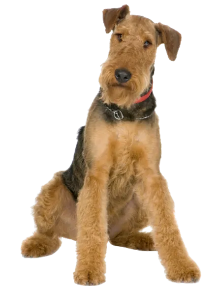 Airedale Terrier