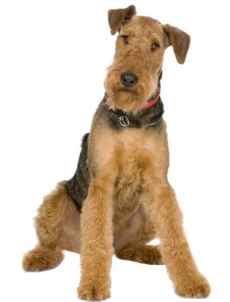 Airedale Terrier