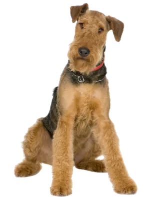 Airedale Terrier