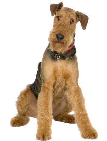 Airedale Terrier