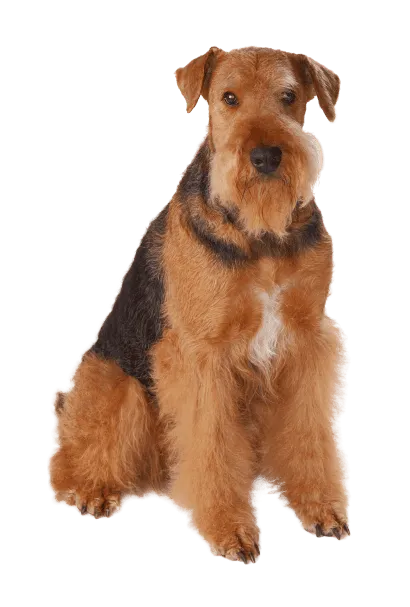 Airedale Terrier (2)
