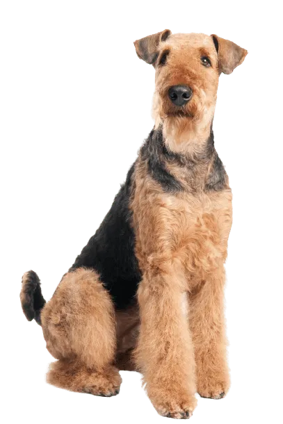 Airedale Terrier (3)