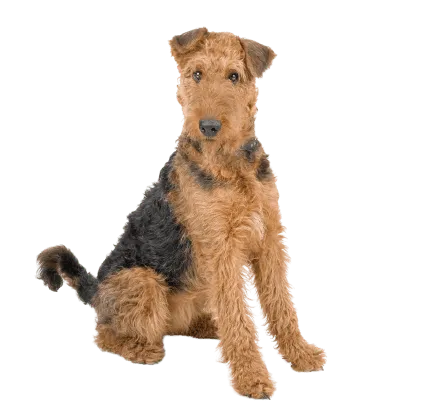 Airedale Terrier (5)
