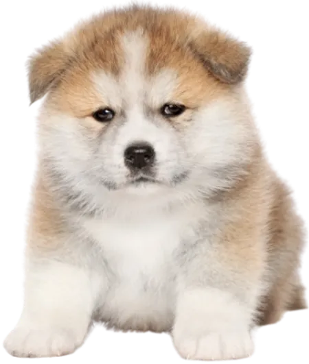 Akita