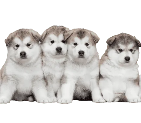 Alaskan Malamute (6)