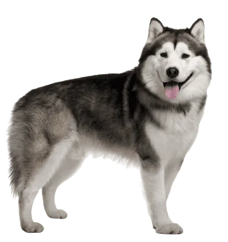 Alaskan Malamute (4)