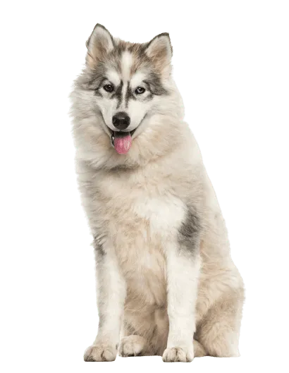 Alaskan Malamute (2)