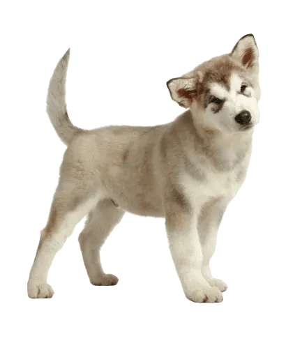 Alaskan Malamute (5)
