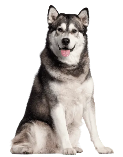 Alaskan Malamute (3)
