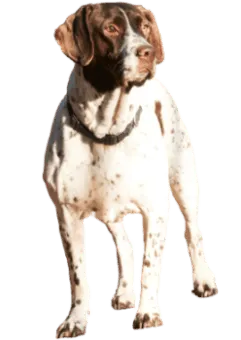 Altdänischer Vorstehhund
