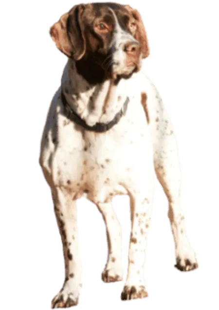 Altdänischer Vorstehhund