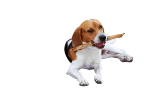 American Foxhound (2)