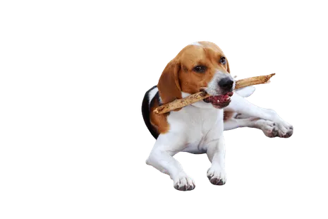 American Foxhound (2)