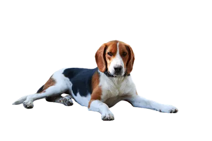 American Foxhound (1)