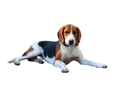 American Foxhound (1)