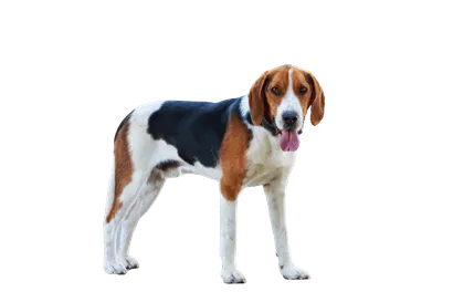American Foxhound (3)