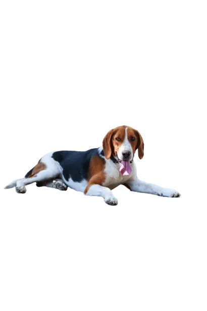 American Foxhound (4)