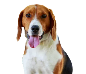 American Foxhound