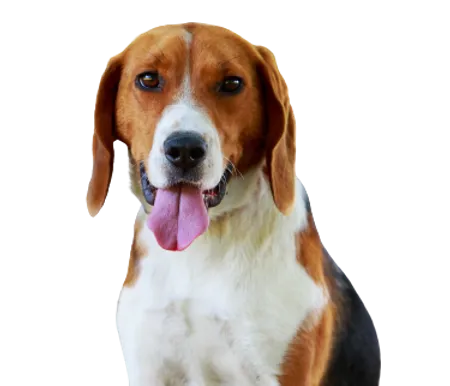 American Foxhound