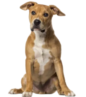 American Staffordshire Terrier