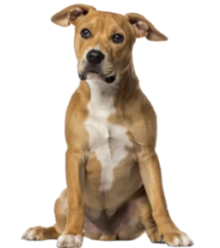 American Staffordshire Terrier