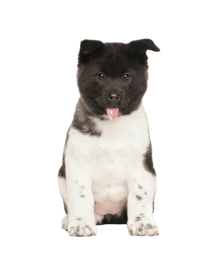 Amerikanischer Akita