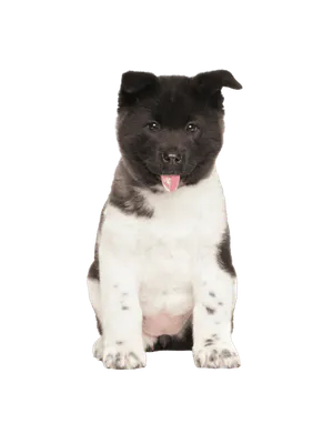 Amerikanischer Akita