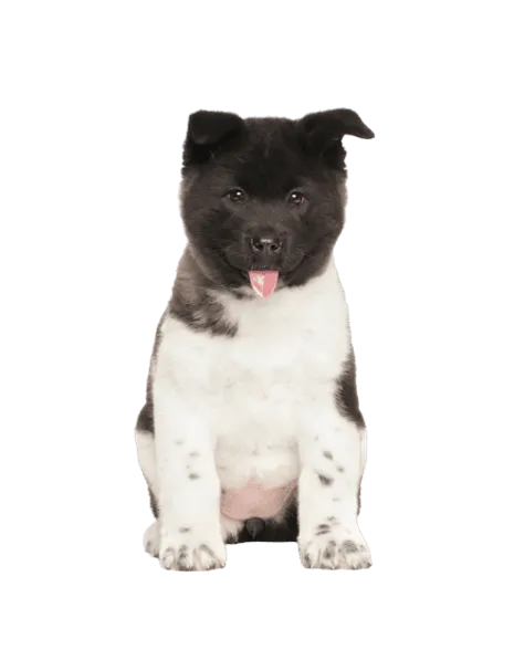 Amerikanischer Akita