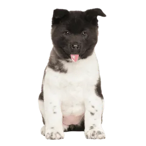 Amerikanischer Akita