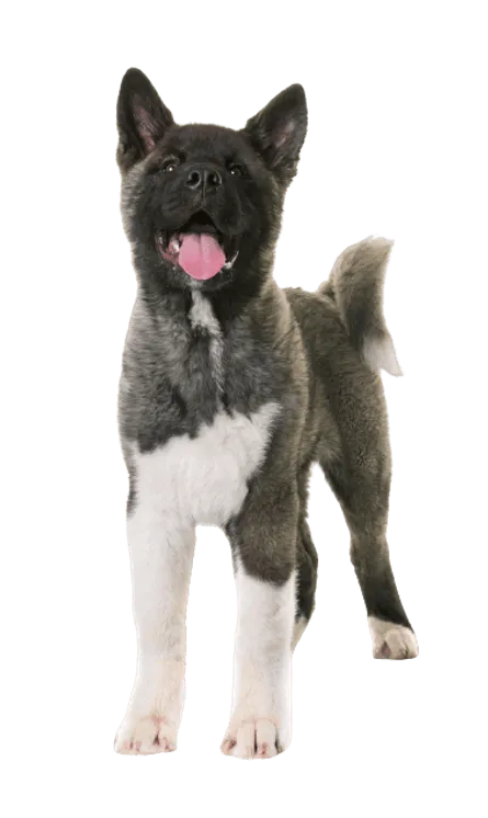Amerikanischer Akita