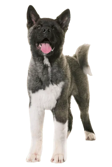 Amerikanischer Akita