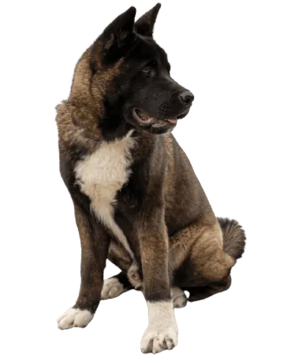 Amerikanischer Akita